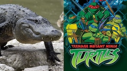 Alligators In US City's Sewer System Moving Like 'Teenage Mutant Ninja Turtles': Study