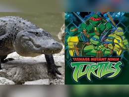 Alligators In US City's Sewer System Moving Like 'Teenage Mutant Ninja Turtles': Study Alligators In US City's Sewer System Moving Like 'Teenage Mutant Ninja Turtles': Study