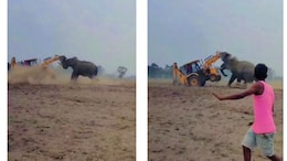 Video: Wild Elephant Attacks JCB Machine In West Bengal After Being Provoked