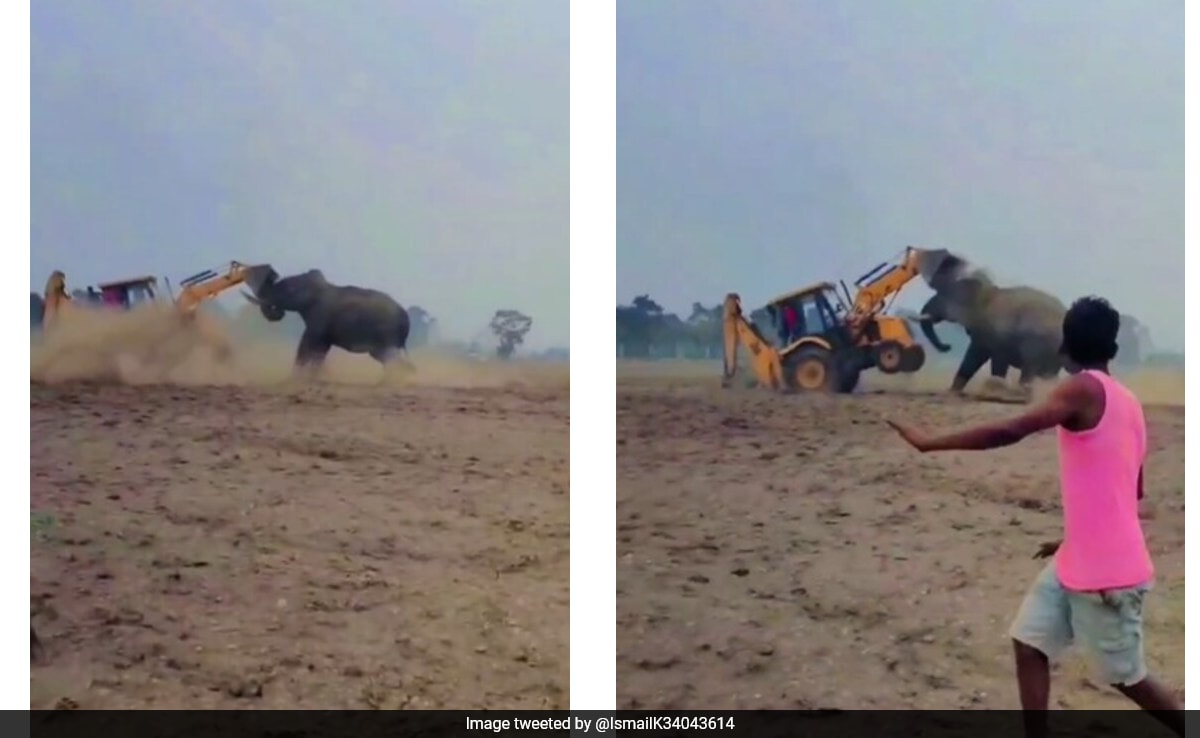 Video: Wild Elephant Attacks JCB Machine In West Bengal's Jalpaiguri ...
