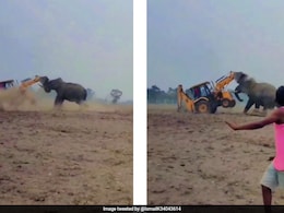 Video: Wild Elephant Attacks JCB Machine In West Bengal After Being Provoked Video: Wild Elephant Attacks JCB Machine In West Bengal After Being Provoked