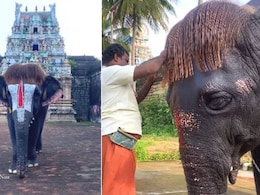 लड़कियों को हेयरस्टाइल में फेल कर रहा है तमिलनाडु का यह हाथी, अपनी बॉब-कटिंग से हुआ फेमस, Video से नहीं हटेंगी नज़रें लड़कियों को हेयरस्टाइल में फेल कर रहा है तमिलनाडु का यह हाथी, अपनी बॉब-कटिंग से हुआ फेमस, Video से नहीं हटेंगी नज़रें