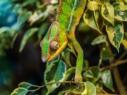 How Did Earth Become So Colourful? New Research Gives Us Some Clues