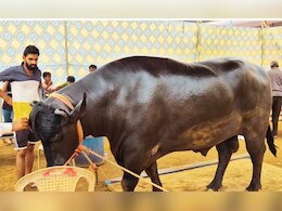 kolhapur News : काय उंची, काय डोळे! कोल्हापुरात 25 कोटींचा नादखुळा 'आमदार'; दिवसभरातील खर्च पाहून धक्काच बसेल!