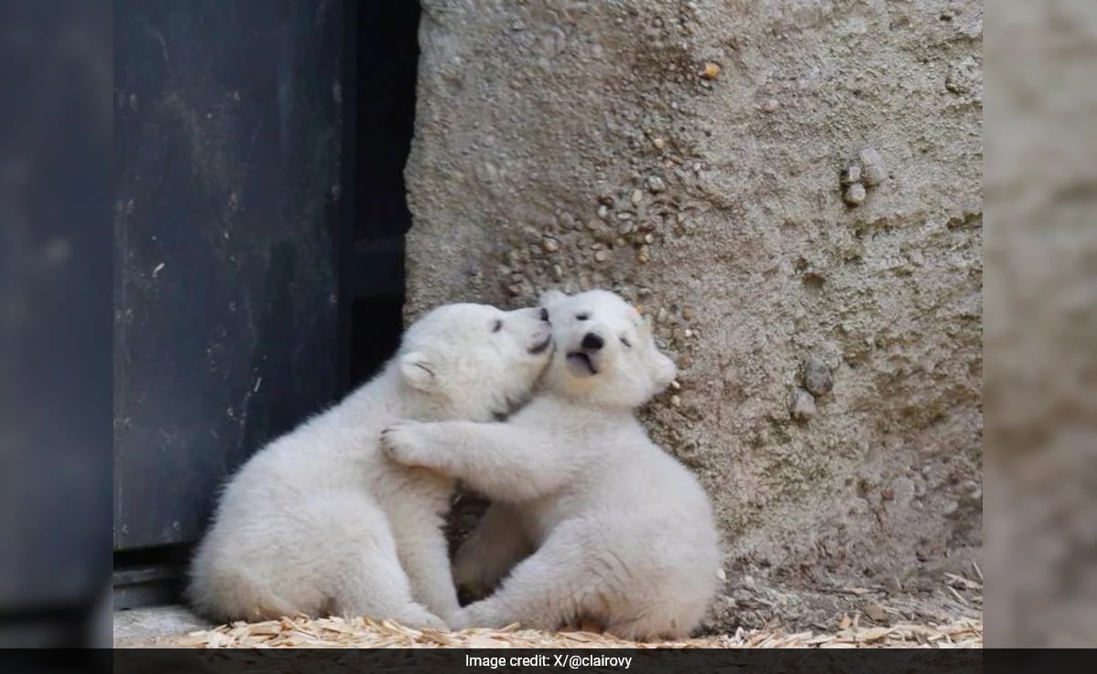 Rare Footage Of Baby Polar Bears Emerging From Den Captured By Scientists, image size:1200x738