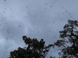 Video Shows Hundreds Of Spiders Swarming The Sky In Brazil, Expert Explains The Reason Video Shows Hundreds Of Spiders Swarming The Sky In Brazil, Expert Explains The Reason