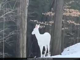 महिला ने जंगल में देखा अनोखा सफेद हिरण, पहली नजर में देख खा जाएंगे धोखा, लोग बोले- बर्फ से बना है क्या? महिला ने जंगल में देखा अनोखा सफेद हिरण, पहली नजर में देख खा जाएंगे धोखा, लोग बोले- बर्फ से बना है क्या?