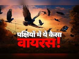 5100 से अधिक पक्षियों की मौत के पीछे एवियन फ्लू का खौफ या कुछ और, क्या है इसकी वजह, पढ़ें 5100 से अधिक पक्षियों की मौत के पीछे एवियन फ्लू का खौफ या कुछ और, क्या है इसकी वजह, पढ़ें