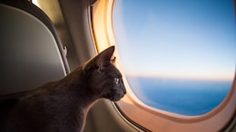 Wait What! Cat Discovered Onboard Flight To Germany, Crew Chases After It