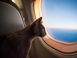 Wait What! Cat Discovered Onboard Flight To Germany, Crew Chases After It
