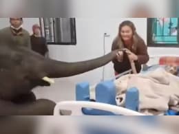 महावत को आखिरी गुडबॉय करने अस्पताल पहुंचा हाथी, रुला देगा वीडियो