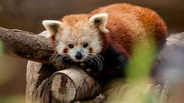 Hotel Charges Rs 24,000 For 'Wake-Up Call Service' From Endangered Red Pandas