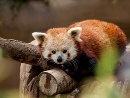 Hotel Charges Rs 24,000 For 'Wake-Up Call Service' From Endangered Red Pandas Hotel Charges Rs 24,000 For 'Wake-Up Call Service' From Endangered Red Pandas