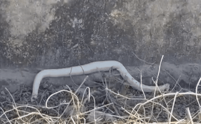 Viral: चित्तौड़गढ़ में मिला दो मुंह वाला सफेद सांप, लाखों में एक के होते हैं ये गुण