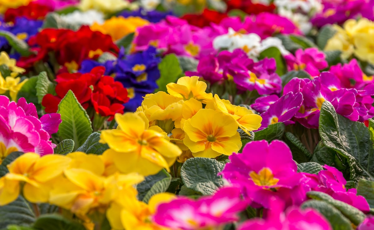 Пролетта се появи и Ноида празнува в пълен разцвет 37