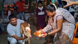 Badlapur News : वासराच्या बारशाचा अनोखा सोहळा; मटनाचं गावजेवण, नावही भन्नाट ठेवलं