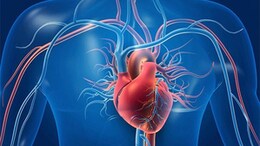 Vitamin K Can Cut Down Heart Disease Risk: Food Sources And How Much To Consume Daily
