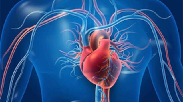 A dysfunctional gut can negatively impact metabolism