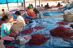 Red Chilly Farmers And Andhra Politics Red Chilly Farmers And Andhra Politics