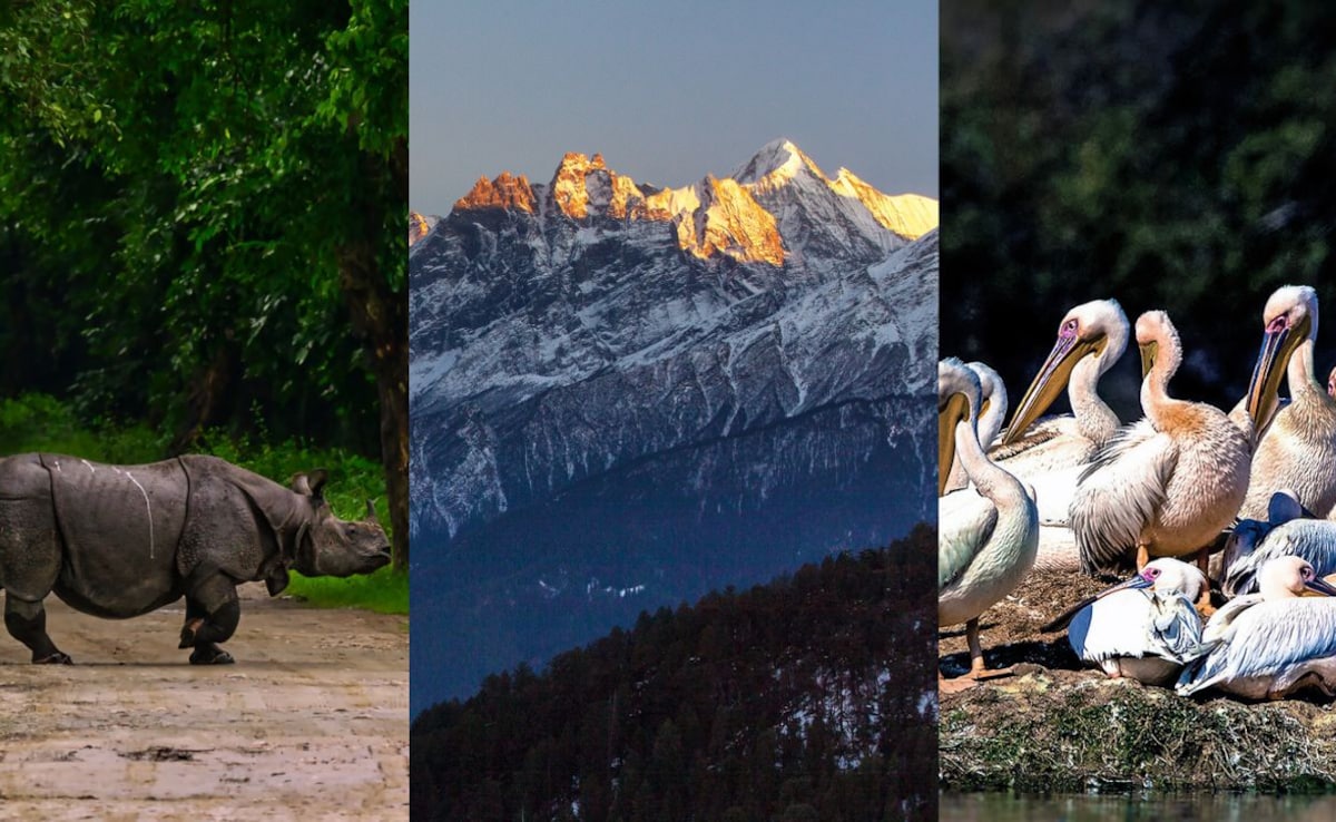 процъфтяващи екосистеми древно биоразнообразие и редки диви животни заедно правят