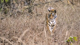 Satna Tiger Reserve: 9 साल से चला आ रहा सरभंगा का इंतजार, मझगवां रेंज में विचरण कर रहे एक दर्जन&nbsp;से अधिक बाघ...