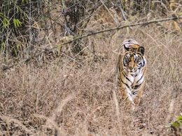 Satna Tiger Reserve: 9 साल से चला आ रहा सरभंगा का इंतजार, मझगवां रेंज में विचरण कर रहे एक दर्जन से अधिक बाघ... Satna Tiger Reserve: 9 साल से चला आ रहा सरभंगा का इंतजार, मझगवां रेंज में विचरण कर रहे एक दर्जन से अधिक बाघ...