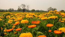 "Just Like France": Delhi Lt Governor On Flower Fields Along Yamuna