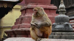 Sri Lanka Is Facing A Nationwide Power Outage. The Reason Is A Monkey