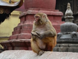 Sri Lanka Is Facing A Nationwide Power Outage. The Reason Is A Monkey Sri Lanka Is Facing A Nationwide Power Outage. The Reason Is A Monkey