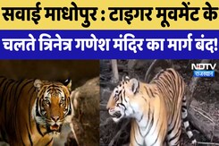 Sawai Madhopur : Tiger Movement के चलते त्रिनेत्र गणेश मंदिर का मार्ग बंद ! Sawai Madhopur : Tiger Movement के चलते त्रिनेत्र गणेश मंदिर का मार्ग बंद !