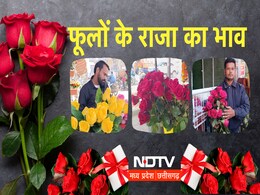 रोज नहीं आता Rose Day! 4 गुना तक बढ़ें गुलाबों के भाव, डिमांड व सप्लाई को लेकर दुकानदारों ने ये कहा? रोज नहीं आता Rose Day! 4 गुना तक बढ़ें गुलाबों के भाव, डिमांड व सप्लाई को लेकर दुकानदारों ने ये कहा?