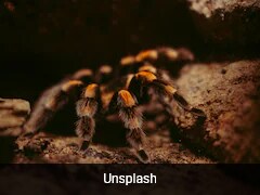 Iberia Flight Delayed After Pilot Bitten Mid-Flight By Stowaway Tarantula