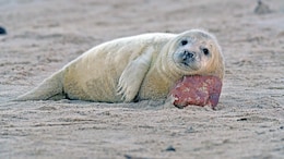 Seals Can Act As 'Smart Sensors' For Monitoring Fish Population: Study