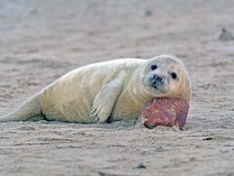 Seals Can Act As 'Smart Sensors' For Monitoring Fish Population: Study