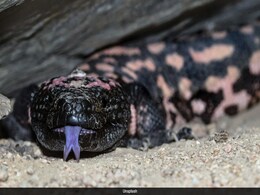 Ozempic: How The Venom Of A Lizard Paved Way For Popular Diabetes Drug Ozempic: How The Venom Of A Lizard Paved Way For Popular Diabetes Drug