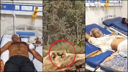Tiger Attack in Katni: बाघ ने हमला कर दो लोगों को किया लहूलुहान, वन विभाग ने हाथी की मदद से जंगल में खदेड़ा, देखें वीडियो
