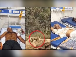 Tiger Attack in Katni: बाघ ने हमला कर दो लोगों को किया लहूलुहान, वन विभाग ने हाथी की मदद से जंगल में खदेड़ा, देखें वीडियो Tiger Attack in Katni: बाघ ने हमला कर दो लोगों को किया लहूलुहान, वन विभाग ने हाथी की मदद से जंगल में खदेड़ा, देखें वीडियो
