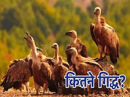 Vultures In MP: मध्य प्रदेश में कितने गिद्ध? एमपी में दो दिन चलेगी काउंटिग, दो चरणों में पूरी होगी गिनती Vultures In MP: मध्य प्रदेश में कितने गिद्ध? एमपी में दो दिन चलेगी काउंटिग, दो चरणों में पूरी होगी गिनती