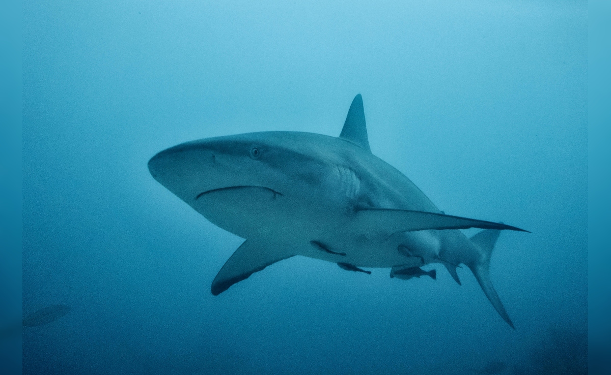 Vacationer’s Each Arms Bitten Off As She Tries To Take A Image With Shark
