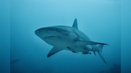 Tourist's Both Hands Bitten Off As She Tries To Take A Picture With Shark