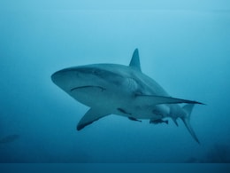 Tourist's Both Hands Bitten Off As She Tries To Take A Picture With Shark Tourist's Both Hands Bitten Off As She Tries To Take A Picture With Shark
