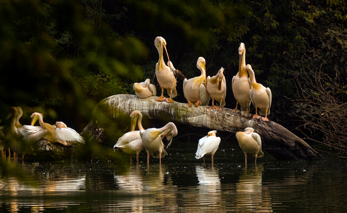 Delhi NCR може да е един от най натоварените градски региони в