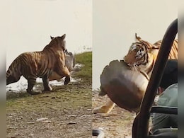 धूप सेंकते भारी-भरकम कछुए को निवाला बनाती दिखी 7 साल की बाघिन, 90 सेकंड में किया शिकार धूप सेंकते भारी-भरकम कछुए को निवाला बनाती दिखी 7 साल की बाघिन, 90 सेकंड में किया शिकार
