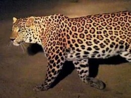 Kota: मंत्री मदन दिलावर ने वन संरक्षक को लगाया फोन, ग्रामीणों की मांग पर पैंथर को शिफ्ट करने के दिए निर्देश Kota: मंत्री मदन दिलावर ने वन संरक्षक को लगाया फोन, ग्रामीणों की मांग पर पैंथर को शिफ्ट करने के दिए निर्देश