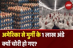 America जैसे ताकतवर मुल्क में लोग अंडे क्यों चुरा रहे? 1 लाख अंडे किसने चुराए| Eggs Stolen| Bird Flu America जैसे ताकतवर मुल्क में लोग अंडे क्यों चुरा रहे? 1 लाख अंडे किसने चुराए| Eggs Stolen| Bird Flu
