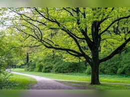 Rajasthan: राजस्थान सरकार का बड़ा फैसला, कई गुना बढ़ाया गया हरे पेड़ काटने पर लगने वाला जुर्माना Rajasthan: राजस्थान सरकार का बड़ा फैसला, कई गुना बढ़ाया गया हरे पेड़ काटने पर लगने वाला जुर्माना