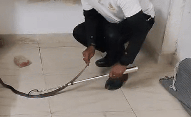VIDEO: घर के आंगन में डेरा जमाकर बैठा था 4 फीट लंबा ब्लैक कोबरा ,फन फैलाकर लगा फुफकारने