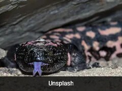 is semaglutide lizard venom What Ozempic Made From? GLP-1 Drugs Developed Using Gila Monster The Venomous Gila Monster Helped