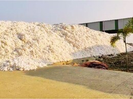 Agriculture News : एका कल्पनेने पालटलं चित्र; विदर्भातील शेतकऱ्यांचा कापूस चीन अन् व्हिएतनाममधील बाजारपेठेत!