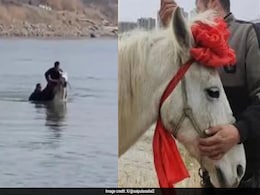 Heroic 'White Dragon' Horse Dies Days After Rescuing Man From Drowning Heroic 'White Dragon' Horse Dies Days After Rescuing Man From Drowning